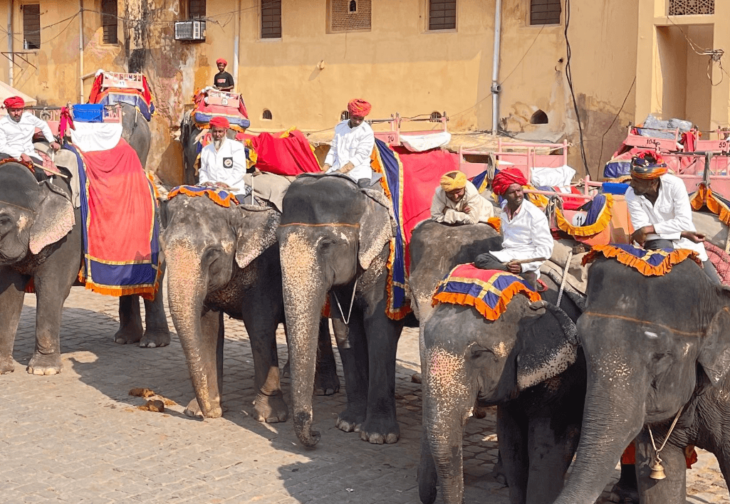 Safari en Éléphant
